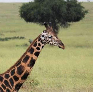 Meet your Posher, Rylee